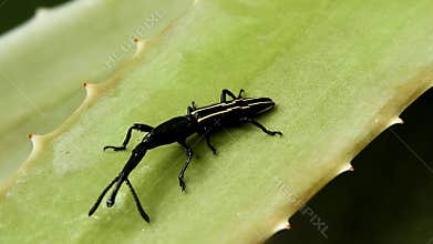 Black Weevil on Aloe Vera Leaf