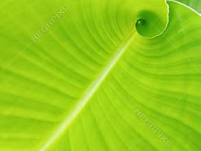 Abstrack green banana leaf surface texture background