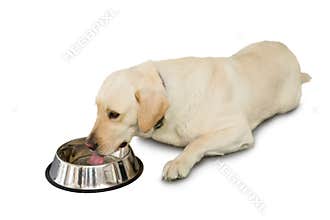 Cute labrador dog lying beside water bowl