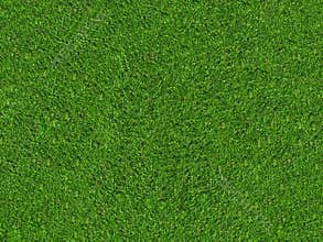 Natural green grass field