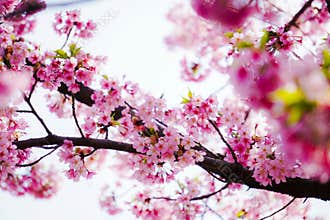 \"A Gateway of Petals Beneath the Setting Sun\"