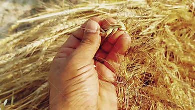 A captivating video clip of dry golden wheat crops lying in the farm field after harvesting