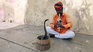 Cobra enchanter, snake charming