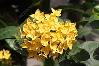 The yellow flowers are showing its beauty in the green nature.