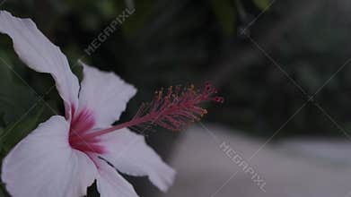 White hibiscus flower swaying gently in the wind in portugal