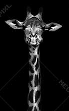 Giraffe in Black and White