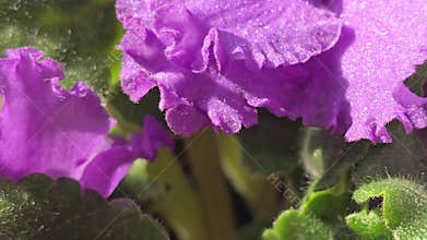 Decorative violets, indoor plants. Room interior decoration. Large flowers.