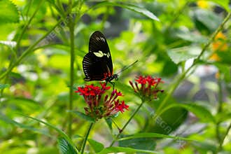Black White Red Butterfly. Heliconius melpomene