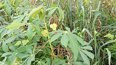 The fun of the Cassava leaves dancing with the wind