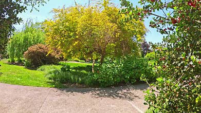 footage on a footpath in a garden with lush green trees and flowers at Huntington Library and Botanical Gardens in San Marino