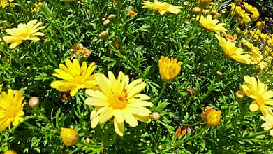 Footage of a beautiful yellow daisy flowers at Huntington Library and Botanical Gardens in San Marino California