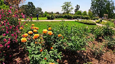 footage of a gorgeous landscape with lush green trees, grass and colorful flowers at Huntington Library and Botanical Gardens