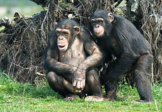 Cute chimpanzee