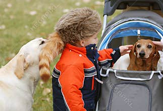 Little boy and dogs