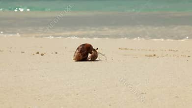 Crab moving across the beach