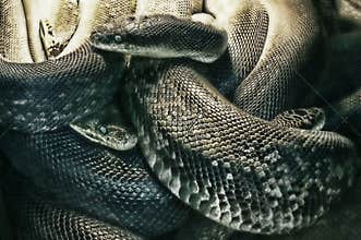 Nightmare of snakes