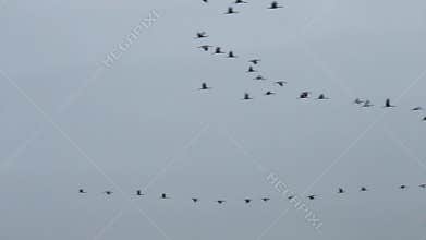 Migrating flying cranes near Bisdorf, Germany