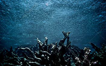 Dead coral in Los Roques, Venezuela