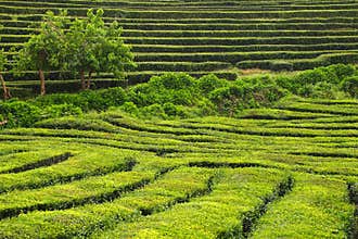 Tea cultivation, Azores Islands, Portugal