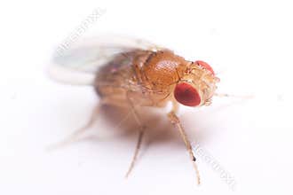 Fruit fly macro