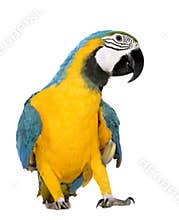 Young Blue-and-yellow Macaw - Ara ararauna (8 mont