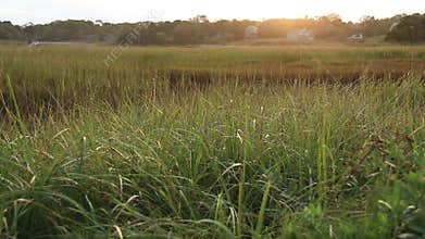 Cape Cod Marsh Late Afternoon