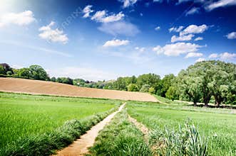 Summer landscape with countryside fields