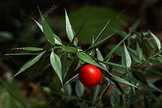 Prickly ruscus aculeatus plant