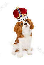 Cavalier King Charles Dog With Crown