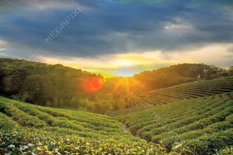 Green tea garden in sunset