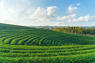Curve of green tea farm