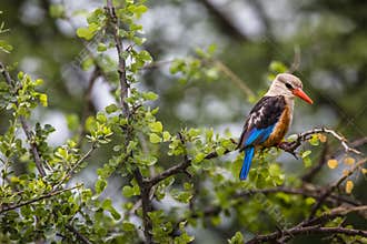 Woodland kingfisher in Lake Manyara national park, Tanzania