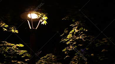Insects Around Street Lamp