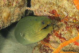 Green Moray (Gymnothorax funebris) - Roatan