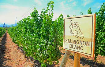 Sauvignon Blanc