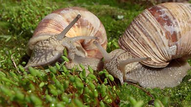 Helix pomatia also Roman snail, Burgundy snail