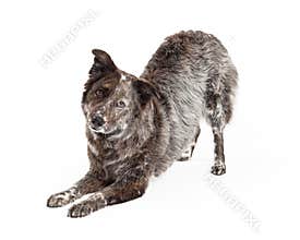 Australian Shepherd Mix Breed Dog Bowing - Extracted