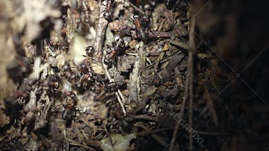 Macro shot of forest ants carrying injured or dead companion inside anthill