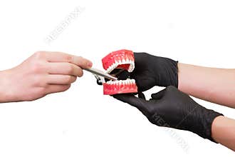 dental jaw model in hand