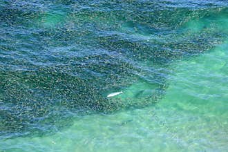 Aerial view of a school of bait fish