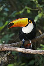 Toco Toucan