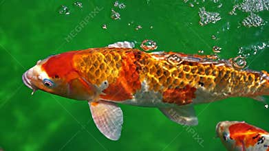 Vibrant Koi Fish Swimming Gracefully Through Clear Green Water Creating Bubbles in a Tranquil Aquatic Scene