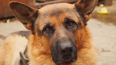 German Shepherd dog, portrait