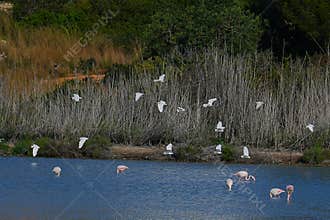 Herons over the Calpe salt pans
