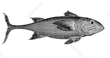 Tuna