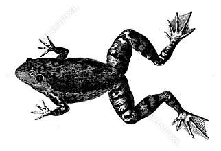 Lake frog