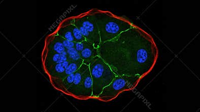 Trophoblast Syncytiotrophoblast Multinucleated Syncytium Confocal