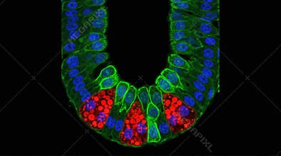 Organoid Intestinal Crypt Paneth Cell Granule Confocal