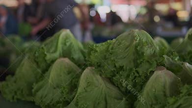 Crisp lettuce heads on market table, layered green leaves and cool texture, shoppers selecting produce in background