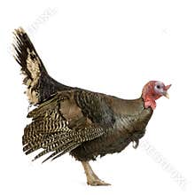Turkey